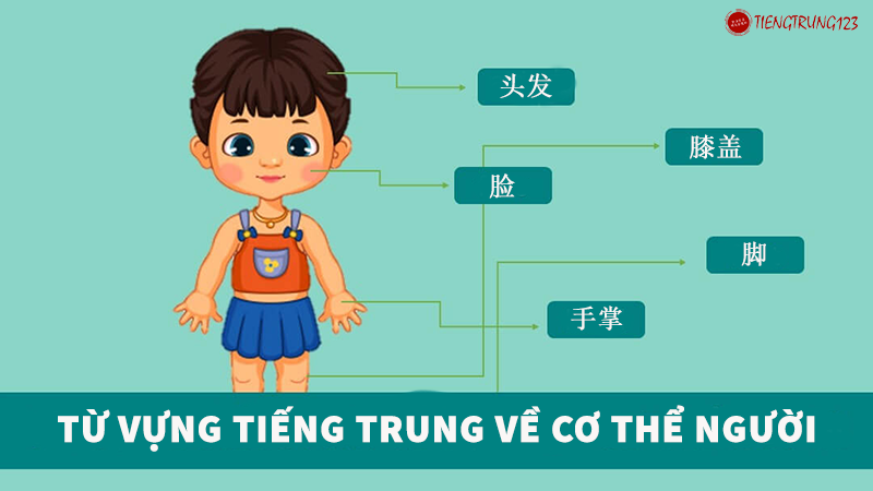 Từ vựng tiếng Trung chủ đề bộ phận cơ thể người