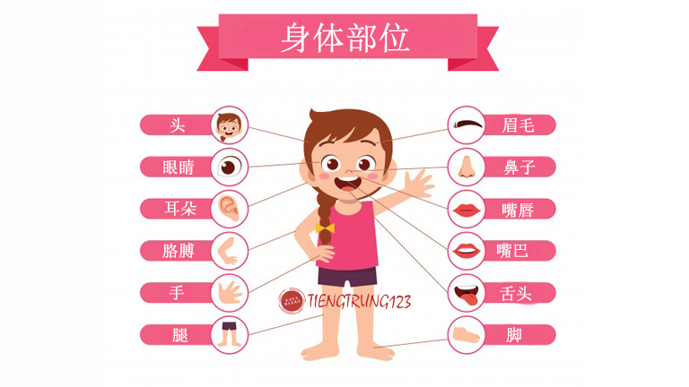 Từ vựng tiếng Trung bộ phận cơ thể người